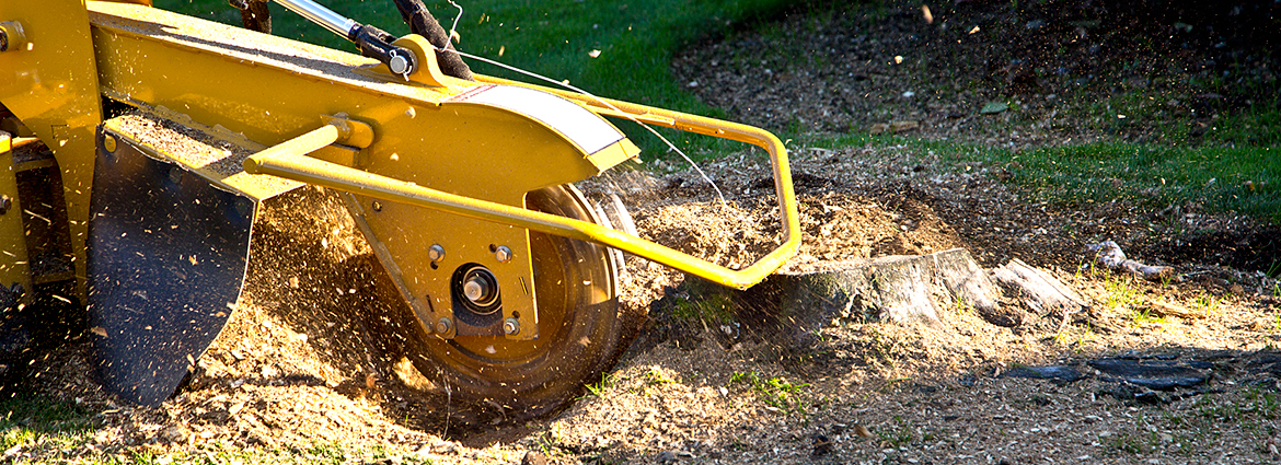 SD Stump Removal